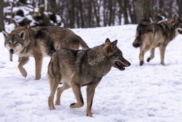 Opinion: Gray areas in gray wolf management changes