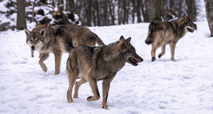 Pam Lewison of the Washington Policy Center shares her thoughts on the discussions about the need to preserve the growth of gray wolves