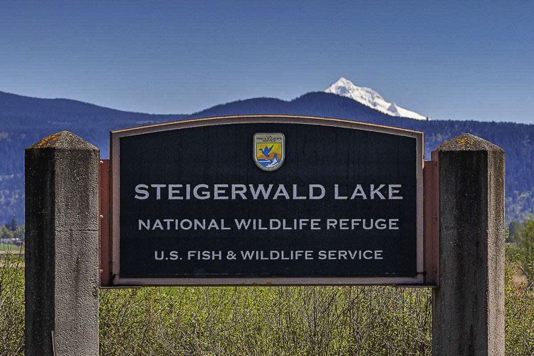 Construction on the Steigerwald Reconnection Project began in 2019 to reduce flood risk, reconnect 965 acres of Columbia River floodplain, and increase recreation opportunities at the refuge. Photo by Mike Schultz