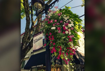 Area residents invited to adopt a flower basket to bring vibrant color to downtown Camas