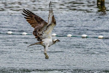 Summer lifeguards needed for Klineline Pond at Salmon Creek Regional Park