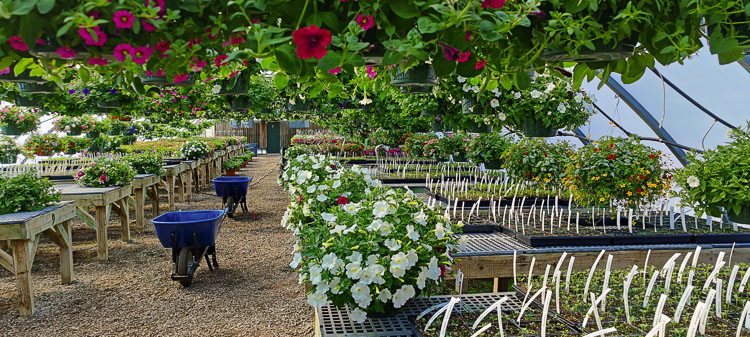 Thousands of hanging baskets will be for sale during the Battle Ground High School plant sale on Sat., April 23. Photo courtesy Battle Ground School District