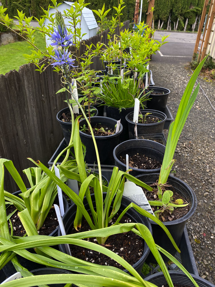 Plants for sale will include Solomon’s seal, forsythia, red hellebores, violets, Hosta lilies, pink and white peonies, small azaleas and rhododendrons, wildflowers, and other native plants. Photo courtesy Camas-Washougal Historical Society