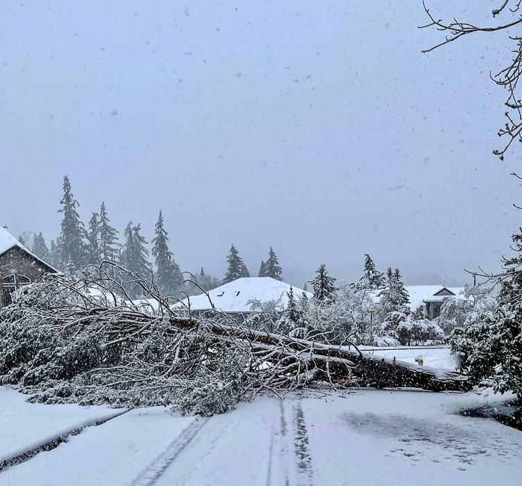 Downed trees have been reported all over Clark County Monday. These trees fell in the Felida area near NW 33rd Ave. and NE 132nd Street. Photo courtesy John Fazzalori