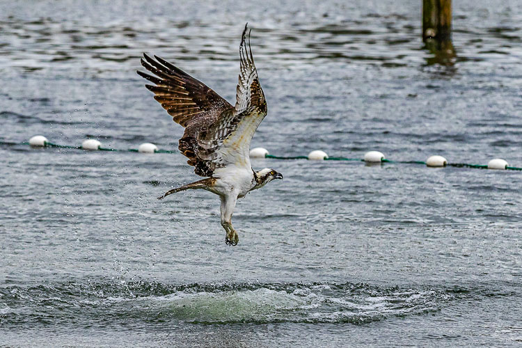An osprey is shown here flying over Klineline Pond at Salmon Creek Regional Park. File photo