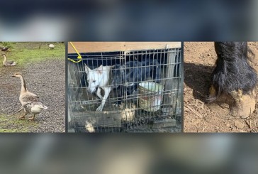 Clark County cracks down on animal cruelty cases