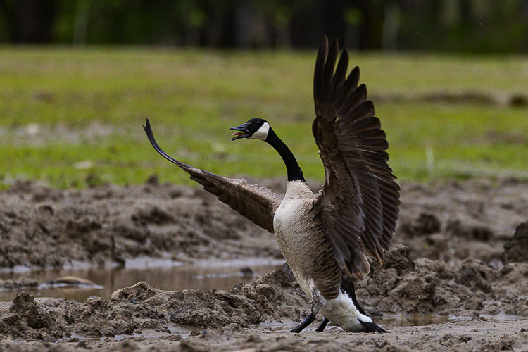 A Canada Goose comes in for a landing at Steigerwald Lake National Refuge in Washougal. Photo by Mike Schultz