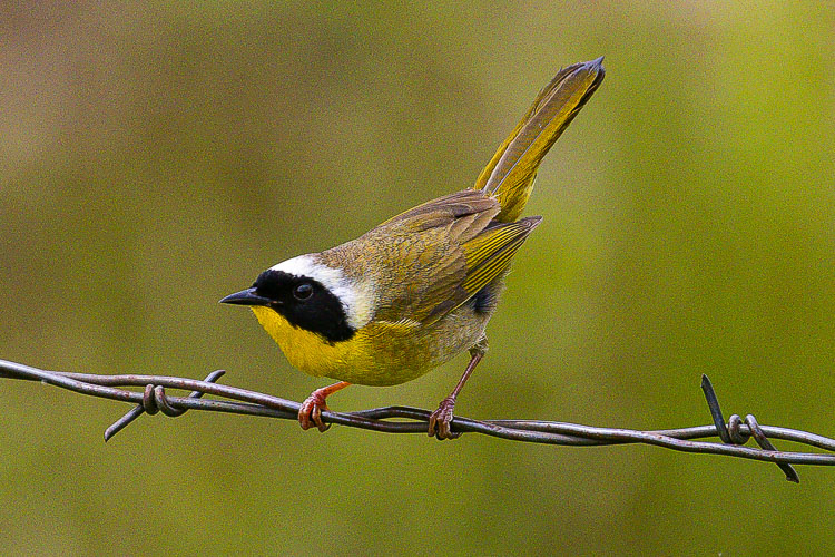 Visitors at Steigerwald Lake National Wildlife Refuge in Washougal can see all sorts of wildlife, like this Common Yellowthroat. Photo by Mike Schultz