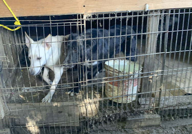 In September (2021), county animal control and the sheriff’s office executed a search warrant at a Vancouver-area property. Six adult dogs and five puppies, all less than 24 hours old, were seized. Photo courtesy Clark Co. WA Communications