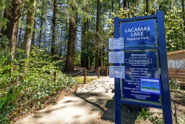 Hazardous tree removal in Lacamas Regional Park to begin July 25