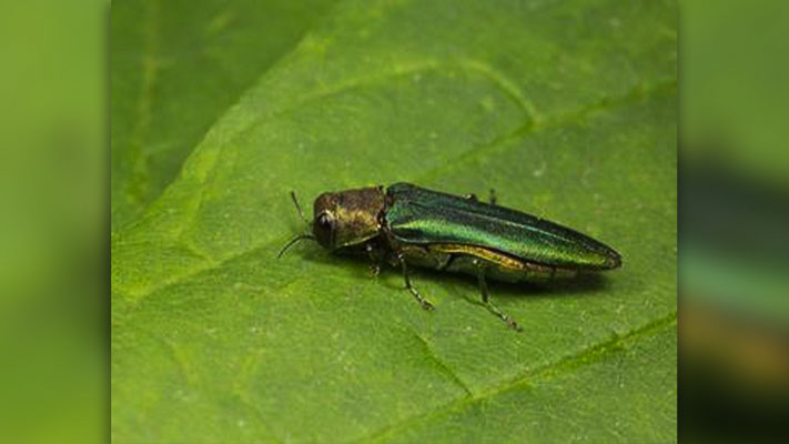 Emerald Ash Borer Beetle. Photo courtesy Stock Cue Canada