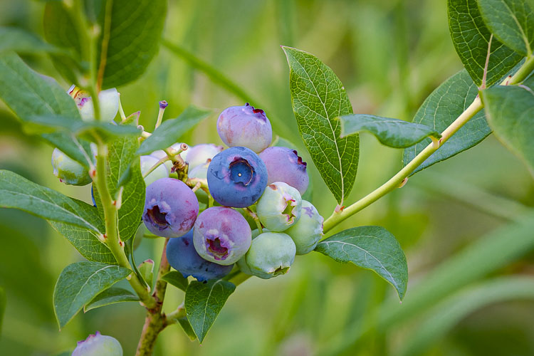 The Hockinson Blueberry Festival is returning to celebrate the community’s blueberry farms and small businesses.