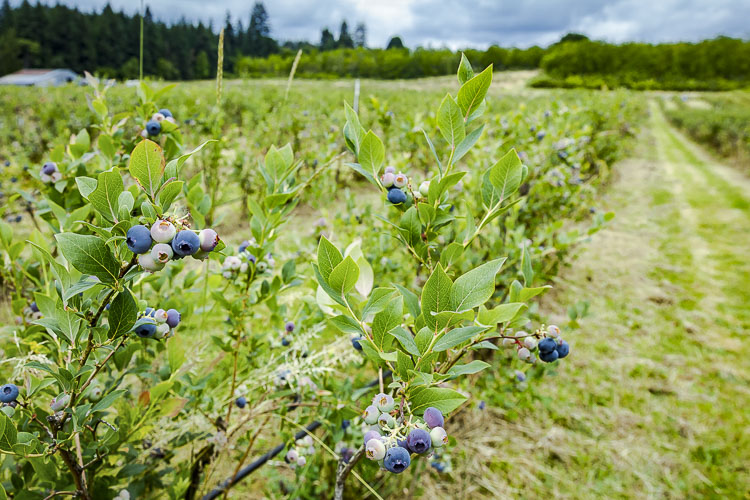 At least a couple of blueberry farms are opening their fields this weekend, with many more Clark County farms expected to open later in the month. Photo by Mike Schultz