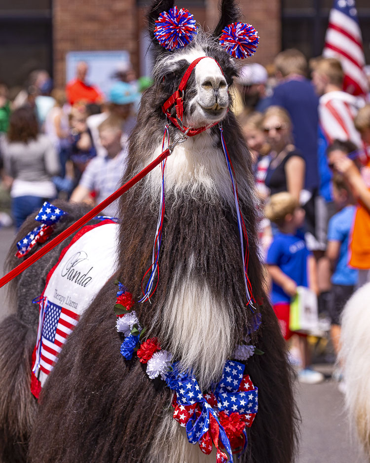 Panda the Therapy Llama greeted attendees during the Ridgefield 4th of July Parade. Photo by Mike Schultz