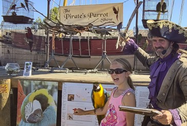 Pirate’s Parrot Show brings educational and fun bird show to Clark County Fair