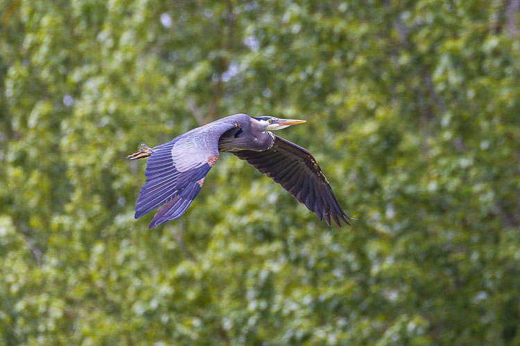 One of the benefits of the new Steigerwald Lake National Wildlife Refuge is the more than 100 acres of wetlands added to the refuge, which helps birds and other wildlife. Photo by Mike Schultz