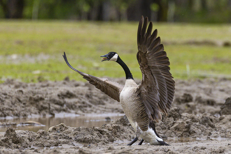 This goose looks to be warning folks not to come to Steigerwald Lake National Wildlife Refuge beginning Monday. The refuge will be temporarily closed as crews complete the final phase of the $32 million reconnection project. Photo by Mike Schultz