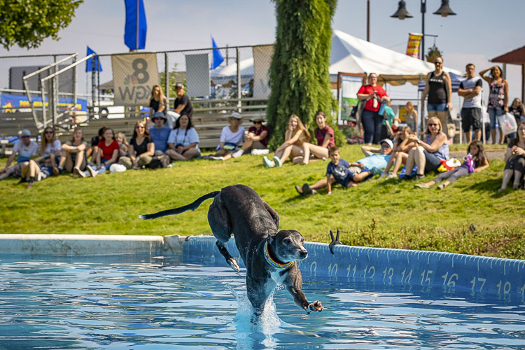 DockDogs will return to the Clark County Fair, which opens Friday. Photo by Mike Schultz
