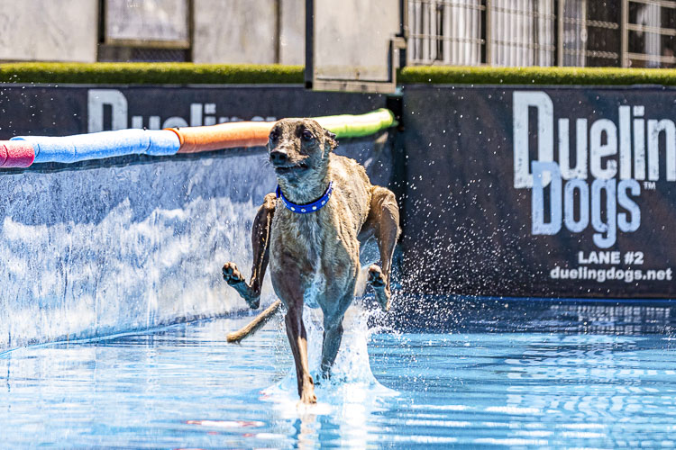 Spur the Whippet appears to be walking on water at a Dueling Dogs competition on Friday. Dueling Dogs will have more performances throughout the 10-day run of the Clark County Fair. Photo by Mike Schultz