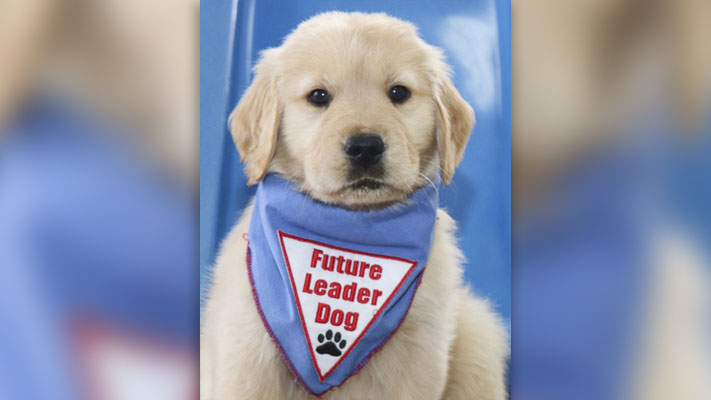 The Camas Lions are sponsoring a puppy named JoJo for Leader Dogs for the Blind. The puppy will undergo training from volunteers for a year, prior to being provided to Leader Dogs for final training and pairing with a client.