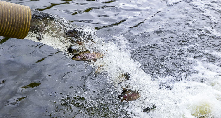 Every fall, WDFW stocks lakes across Washington – including Battle Ground Lake and Klineline Pond – with thousands of ‘holiday special’ trout weighing up to three pounds and averaging 15 to 16 inches in length.