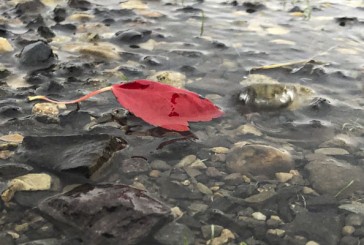 Vancouver encourages community to prepare for extreme weather