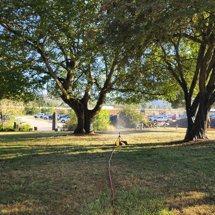 The biggest threat to the park trees was the increasingly warm and dry summers over the last seven years. Photo courtesy Parkersville Heritage Foundation