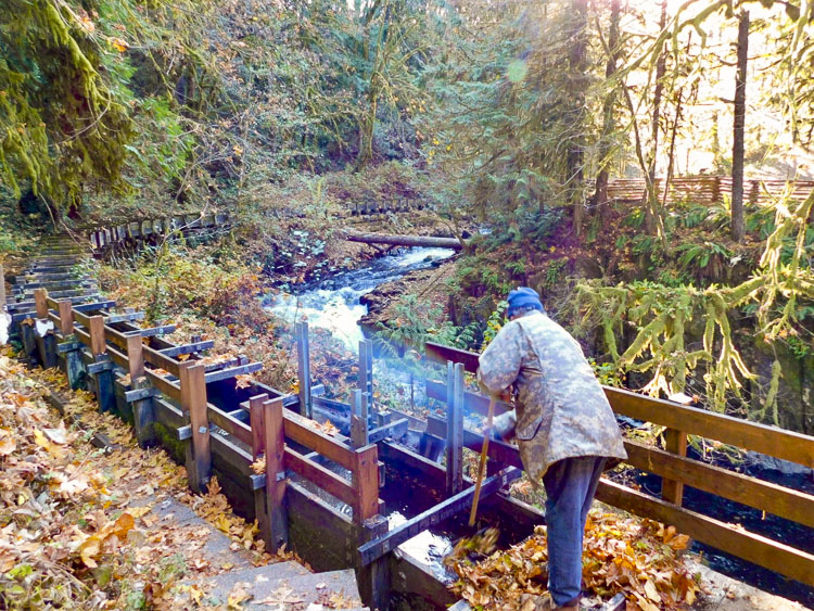 Volunteer John Clapp clears leaves from the flume at the Cedar Creek Grist Mill. Photo courtesy Ridgefield School District