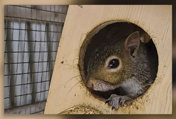 GoFundMe spotlight: Squirrel Refuge seeking donations