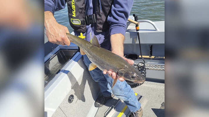 Northern pikeminnow are significant predators, consuming millions of young salmon and steelhead every year. Photo courtesy Bonneville Power Administration