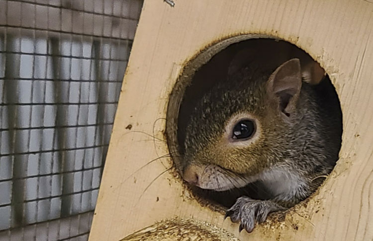 A squirrel takes a peek outside a feeding box at Squirrel Refuge’s facility in Camas earlier this week. The refuge takes in injured or orphaned small mammals, rehabilitates them, and releases them back into the wild. Photo by Paul Valencia