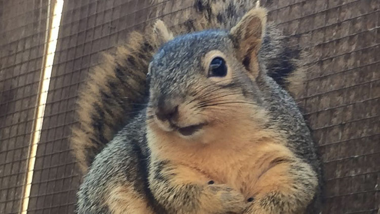 The Squirrel Refuge has cared for thousands of squirrels and other small mammals in the 12 years it has been open in Clark County. Photo courtesy GoFundMe/Help Clark County Wildlife