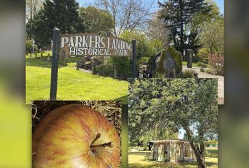 Cascade Treeworks donates heritage trees pruning