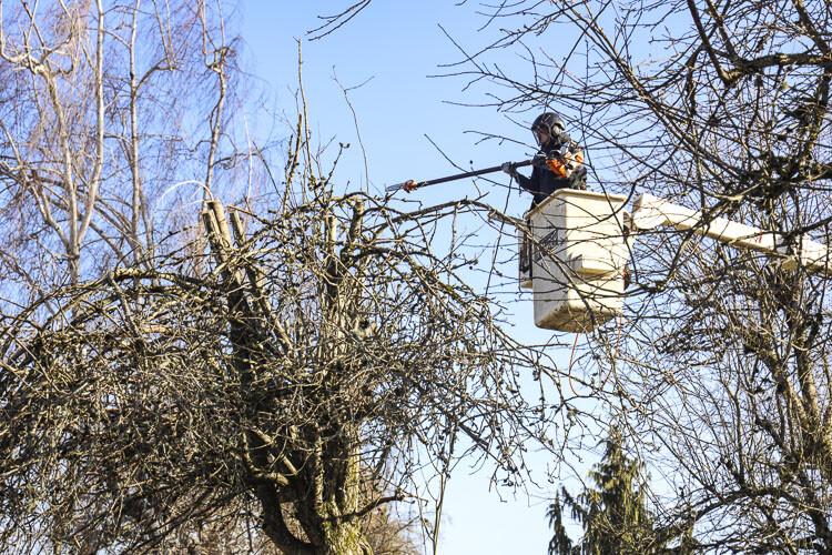 Cascade Tree Works provides emergency tree removal, hazard tree assessment, tree removal, pruning, and tree preservation. Photo courtesy Parkersville National Heritage Site Advisory Committee
