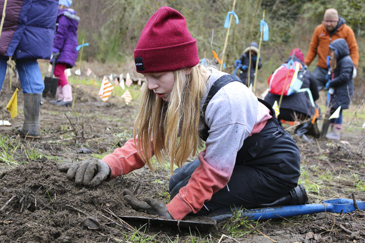 Charlotte O'Donnell Munson-Young, Hockinson Heights Elementary School student, plants native shrubs with her classmates. Photo courtesy Hockinson School District