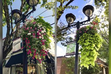 Adopt a flower basket and bring color and beauty to downtown Camas