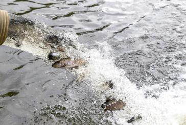 Annual trout derby kicks off, lakes open statewide April 22