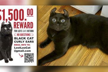 Vancouver family offers large reward for return of Leo the Cat