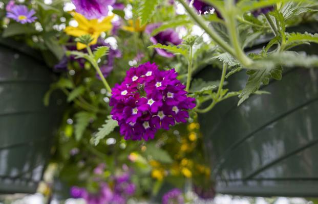 Flowers are blooming inside the greenhouses at Battle Ground High School. Photo courtesy Battle Ground School District