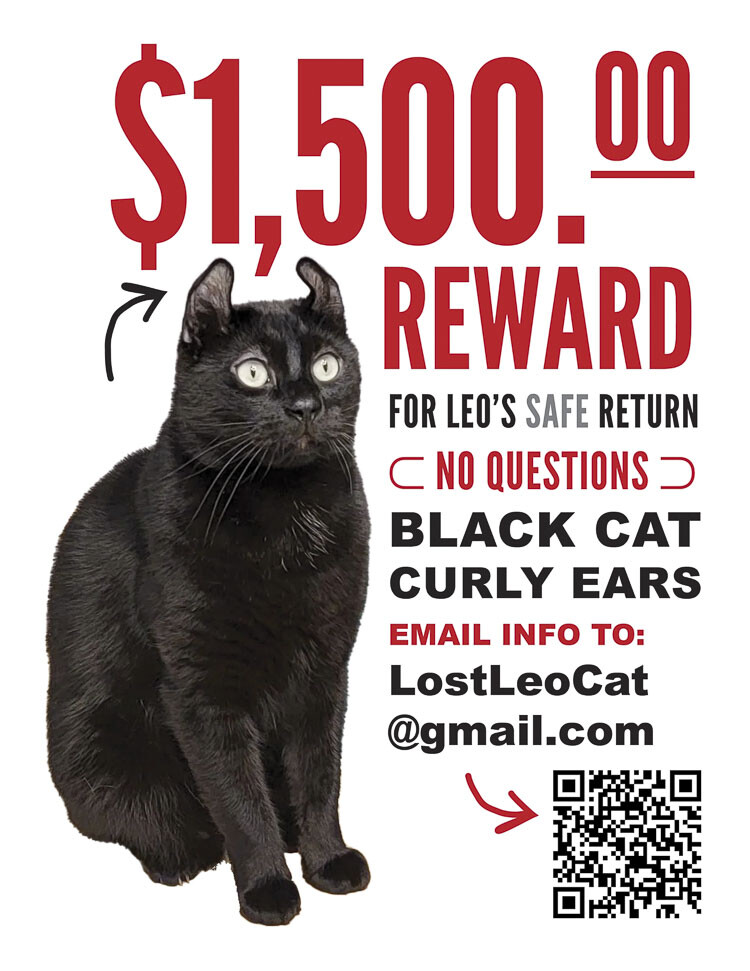 Leo the Cat went missing from his family’s home last week, and there is a $1,500 reward for his safe return. Image courtesy Sherry Hall