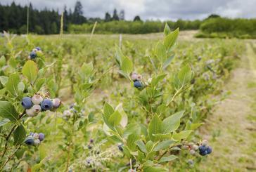 U-Pick farms prepare to open for blueberry season