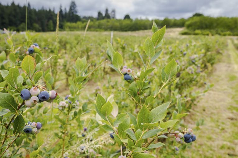 U-Pick farms prepare to open for blueberry season