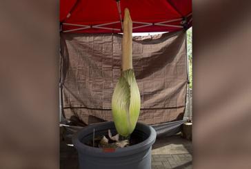 WSU Vancouver’s Corpse Flower blooming now