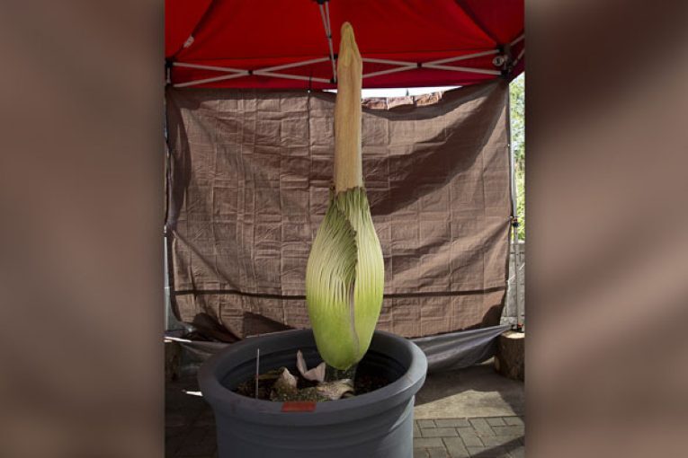 WSU Vancouver’s Corpse Flower blooming now