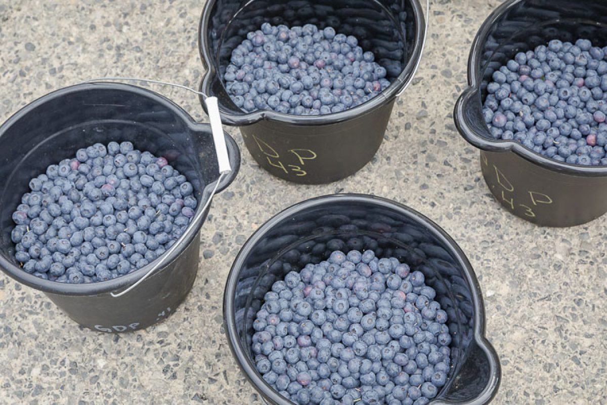 UPick farms prepare to open for blueberry season