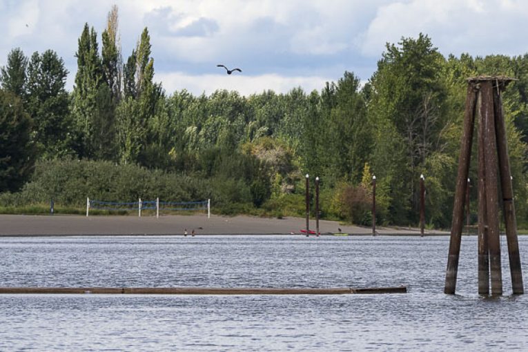 Public Health issues warning for Vancouver Lake due to elevated toxin levels