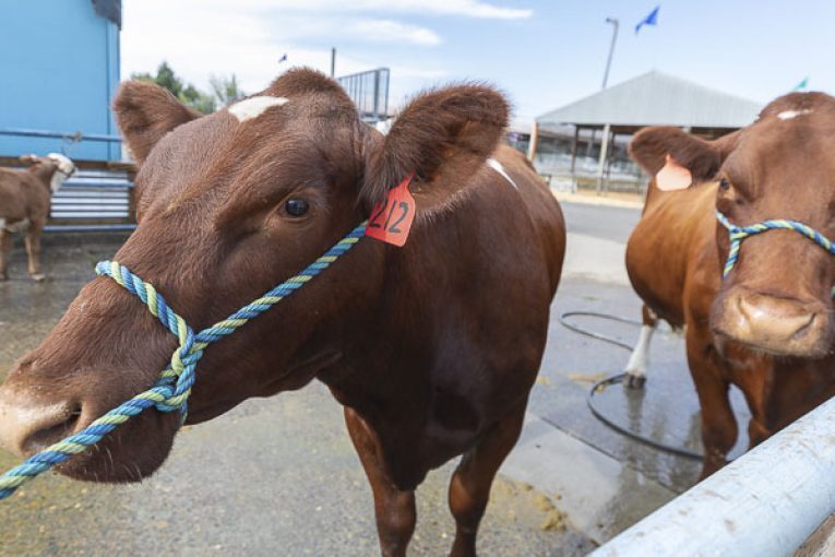 Opinion: Bypass the meat counter in favor of your area fair