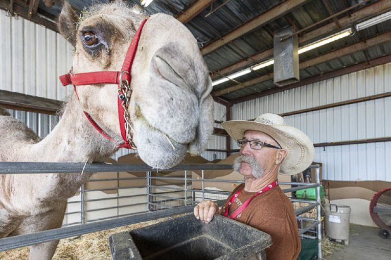 Curly the Camel welcomes all to the opening of the Clark County Fair