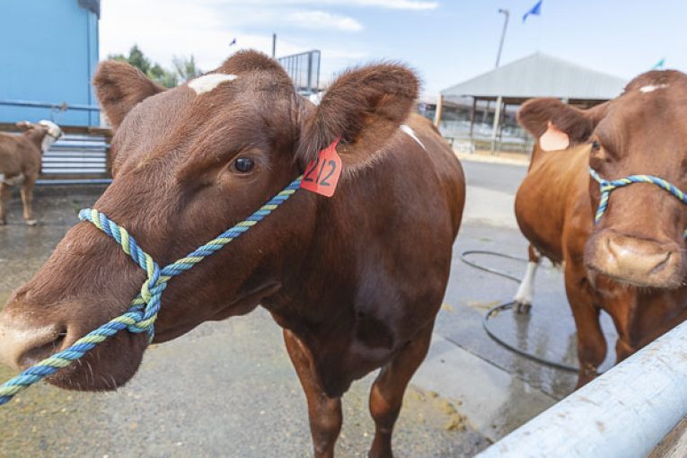 Clark County Fair schedule highlights: Day 6, Aug. 9