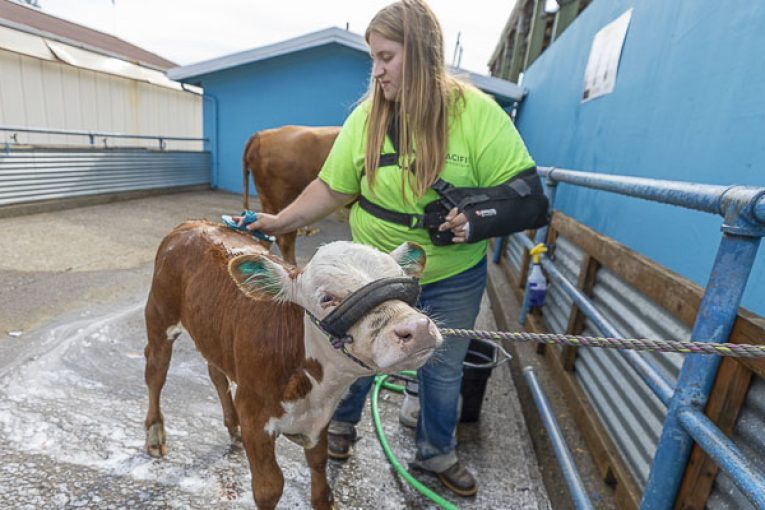 Clark County Fair schedule highlights: Day 3, Aug. 6